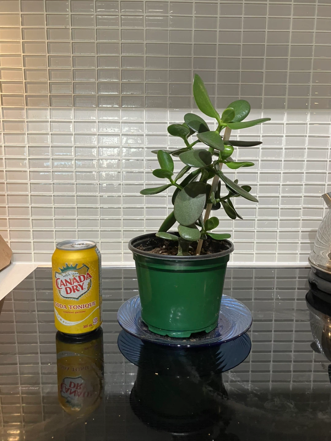 Jade Plant - photo 2