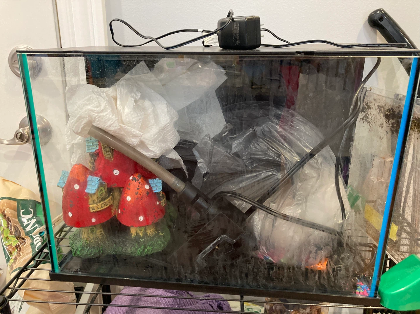 Glass Aquarium Tank with Mushroom Decor
