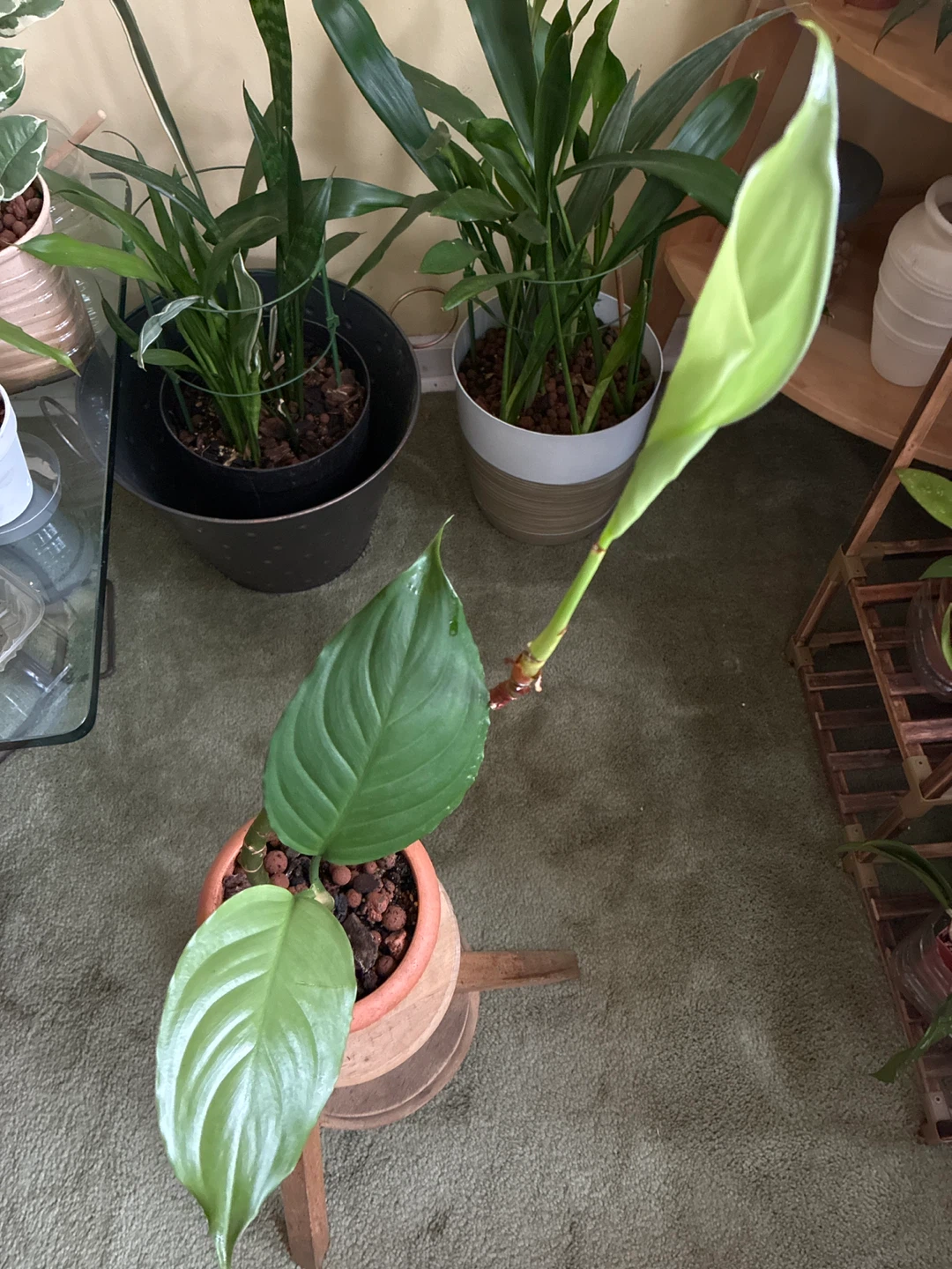 Potted Houseplant