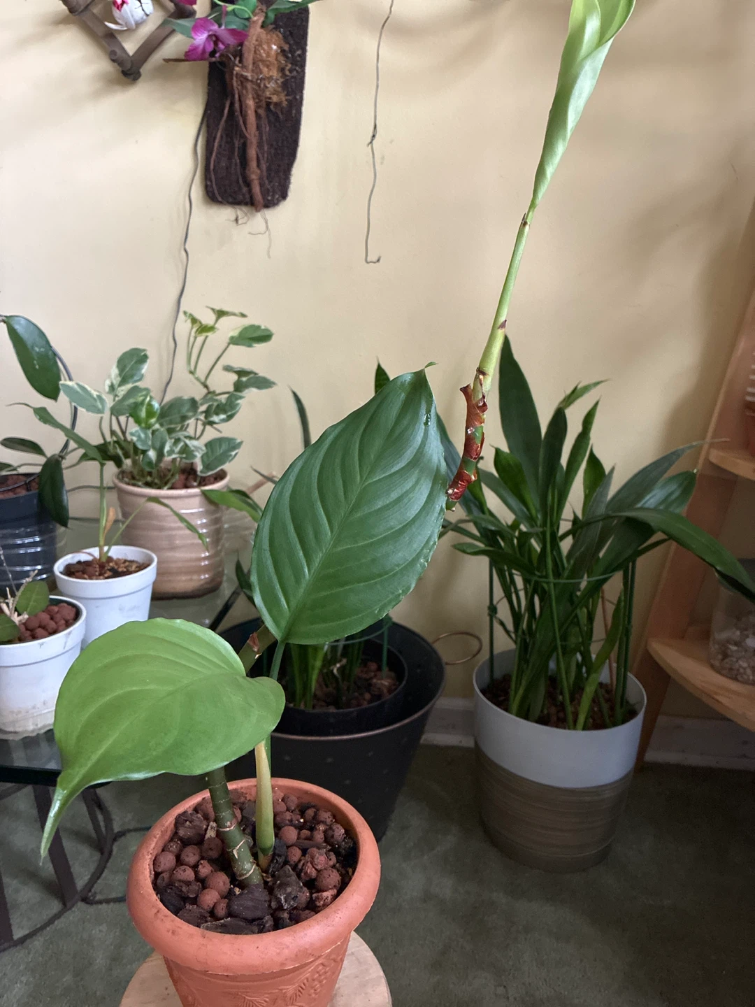 Potted Houseplant - photo 2