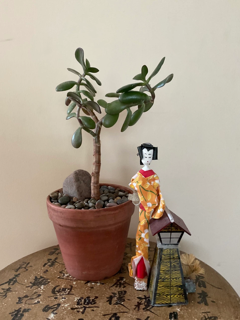 Jade Bonsai in Terracotta Pot