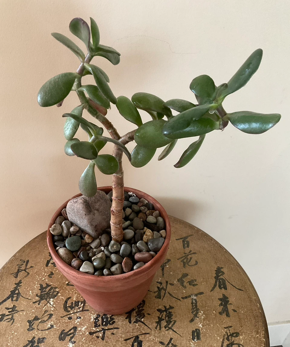 Jade Bonsai in Terracotta Pot - photo 2
