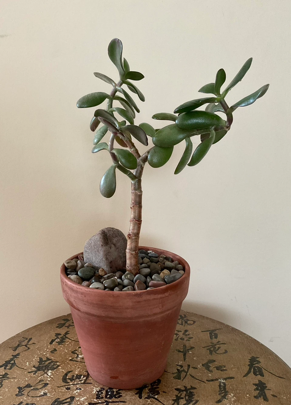 Jade Bonsai in Terracotta Pot - photo 3