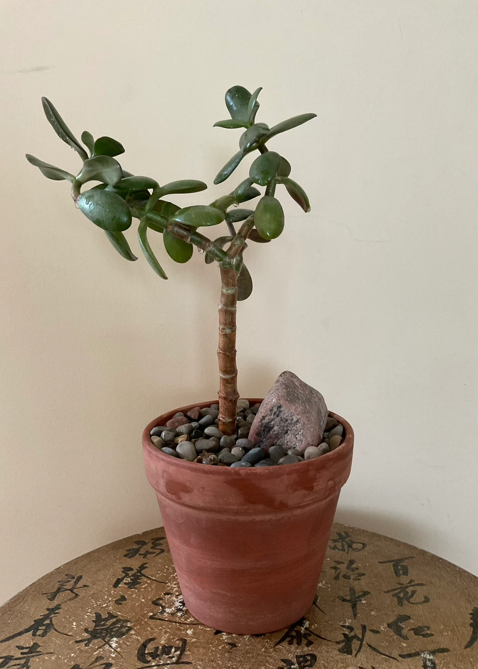 Jade Bonsai in Terracotta Pot - photo 4