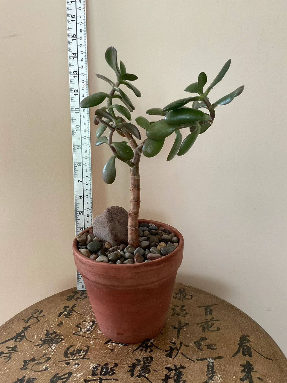 Jade Bonsai in Terracotta Pot - photo 5
