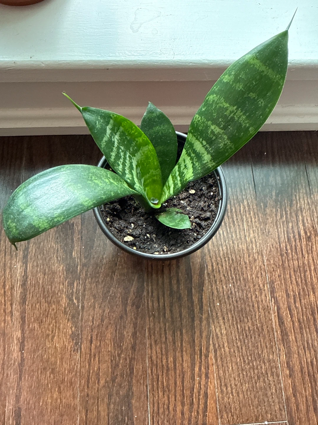 Sansevieria Plant in Red Pot - photo 3