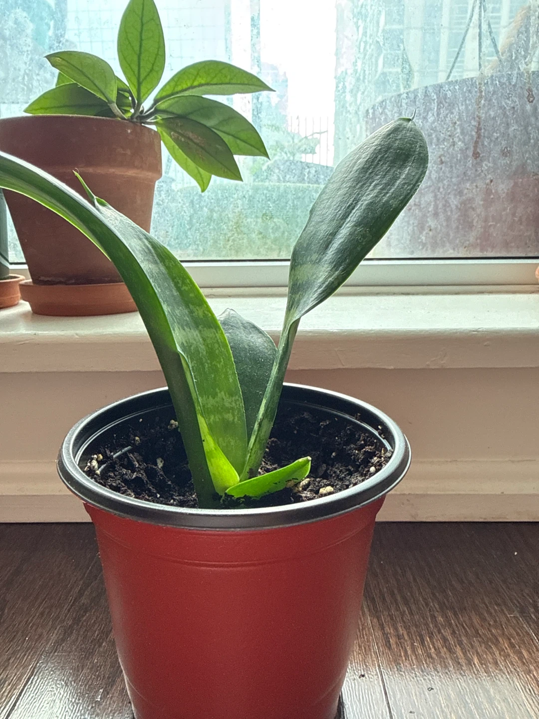 Sansevieria Plant in Red Pot - photo 2