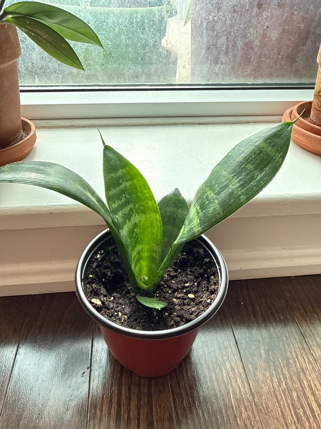 Sansevieria Plant in Red Pot