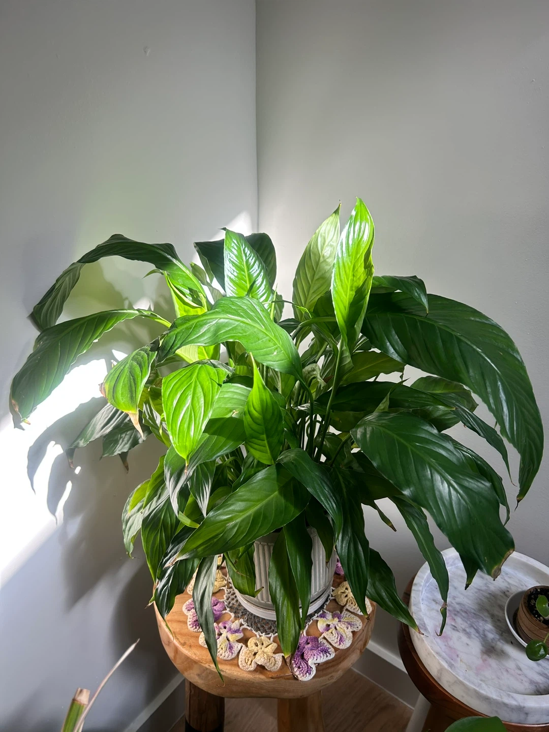 Peace Lily Plant + TWO Black Plant Pots