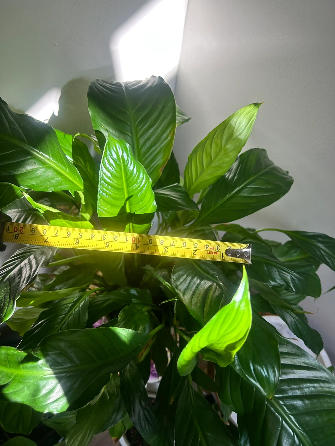 Peace Lily Plant + TWO Black Plant Pots - photo 4
