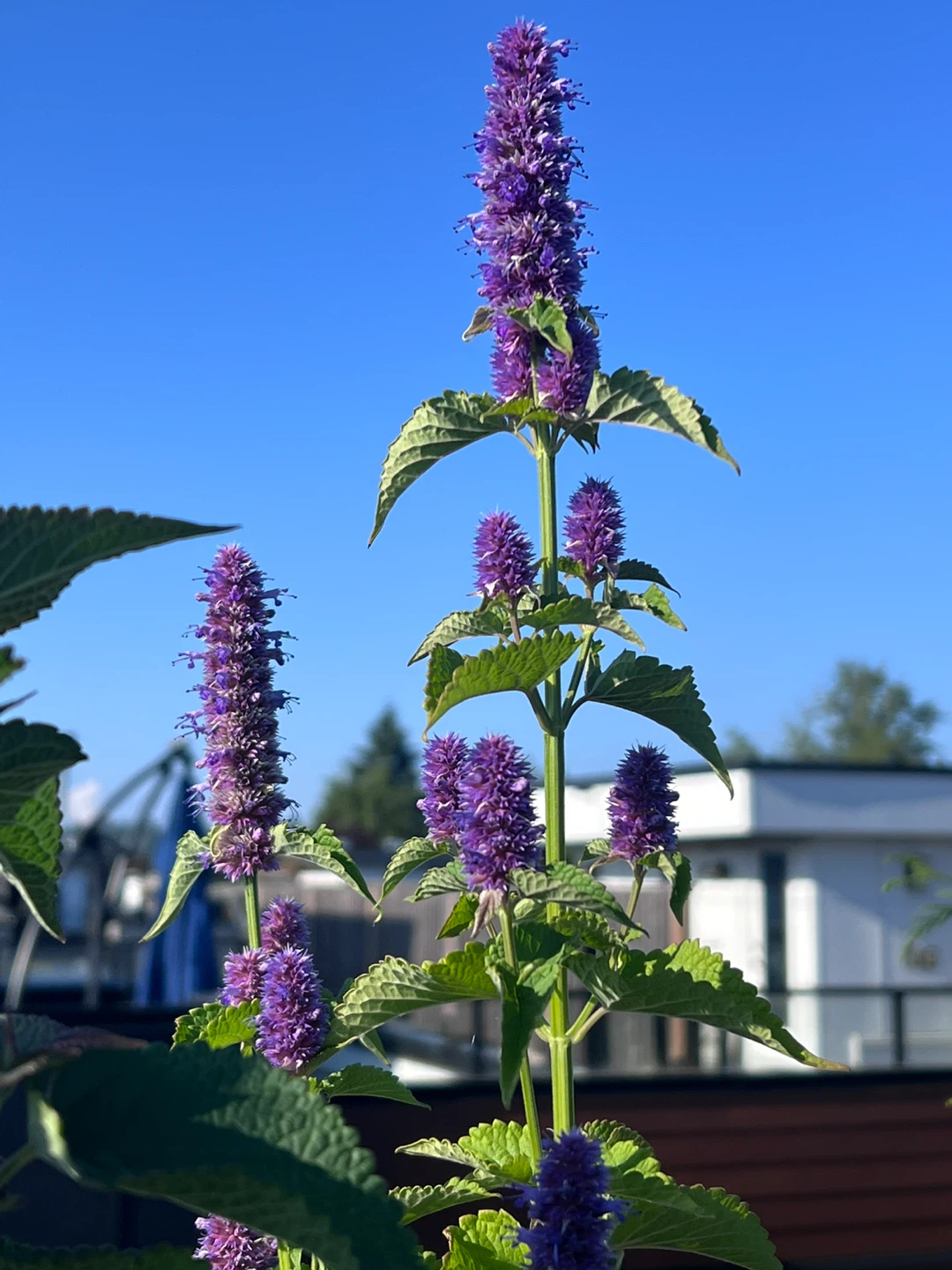 ANNISE HYSSOP PERENNIAL HERB