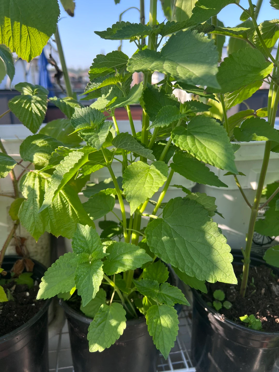 ANNISE HYSSOP PERENNIAL HERB - photo 2