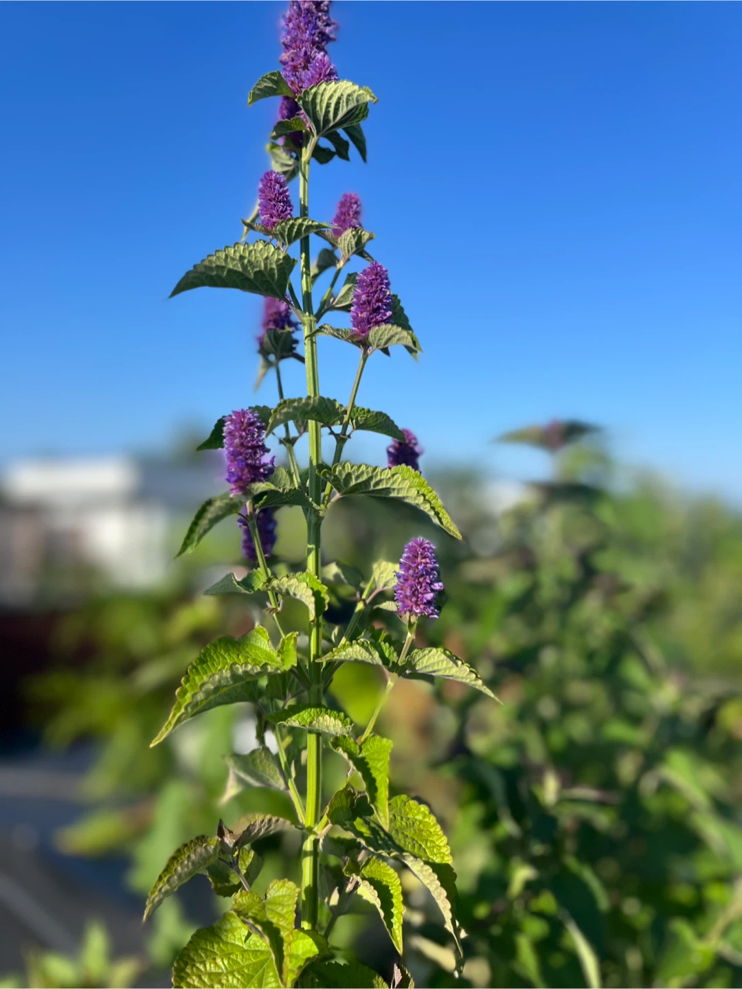 ANNISE HYSSOP PERENNIAL HERB - photo 3