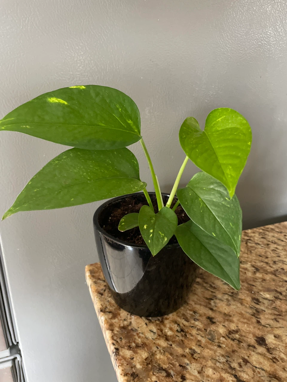 Pothos Plant in Black ceramic Pot