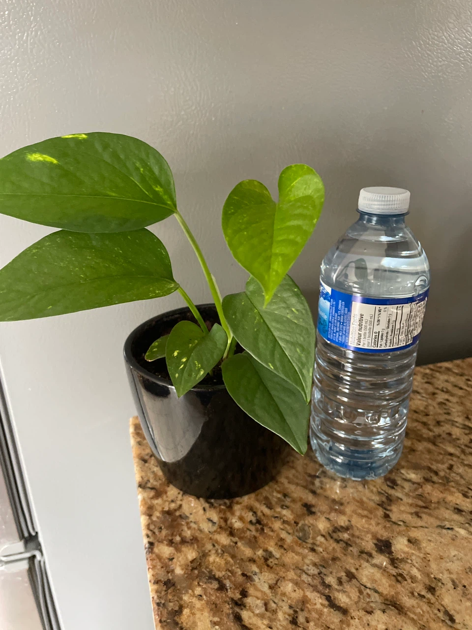 Pothos Plant in Black ceramic Pot - photo 2