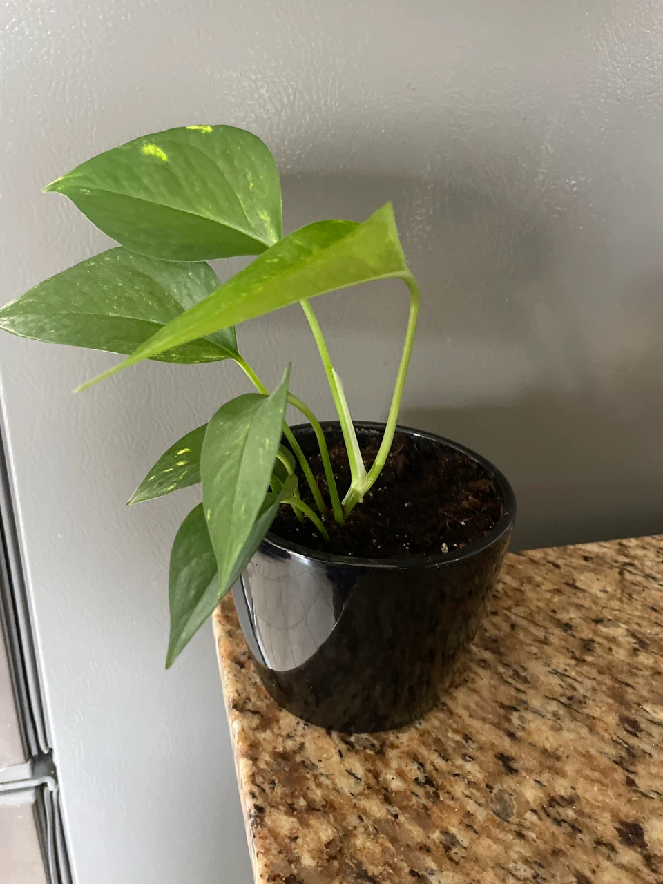 Pothos Plant in Black ceramic Pot - photo 3