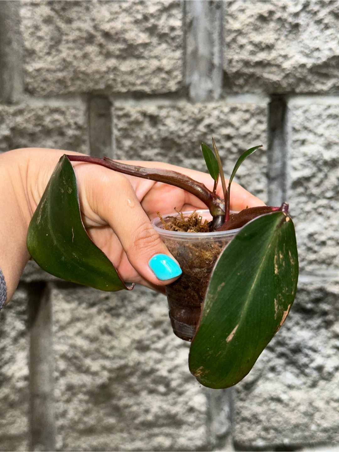Philodendron Strawberry Shake Plant