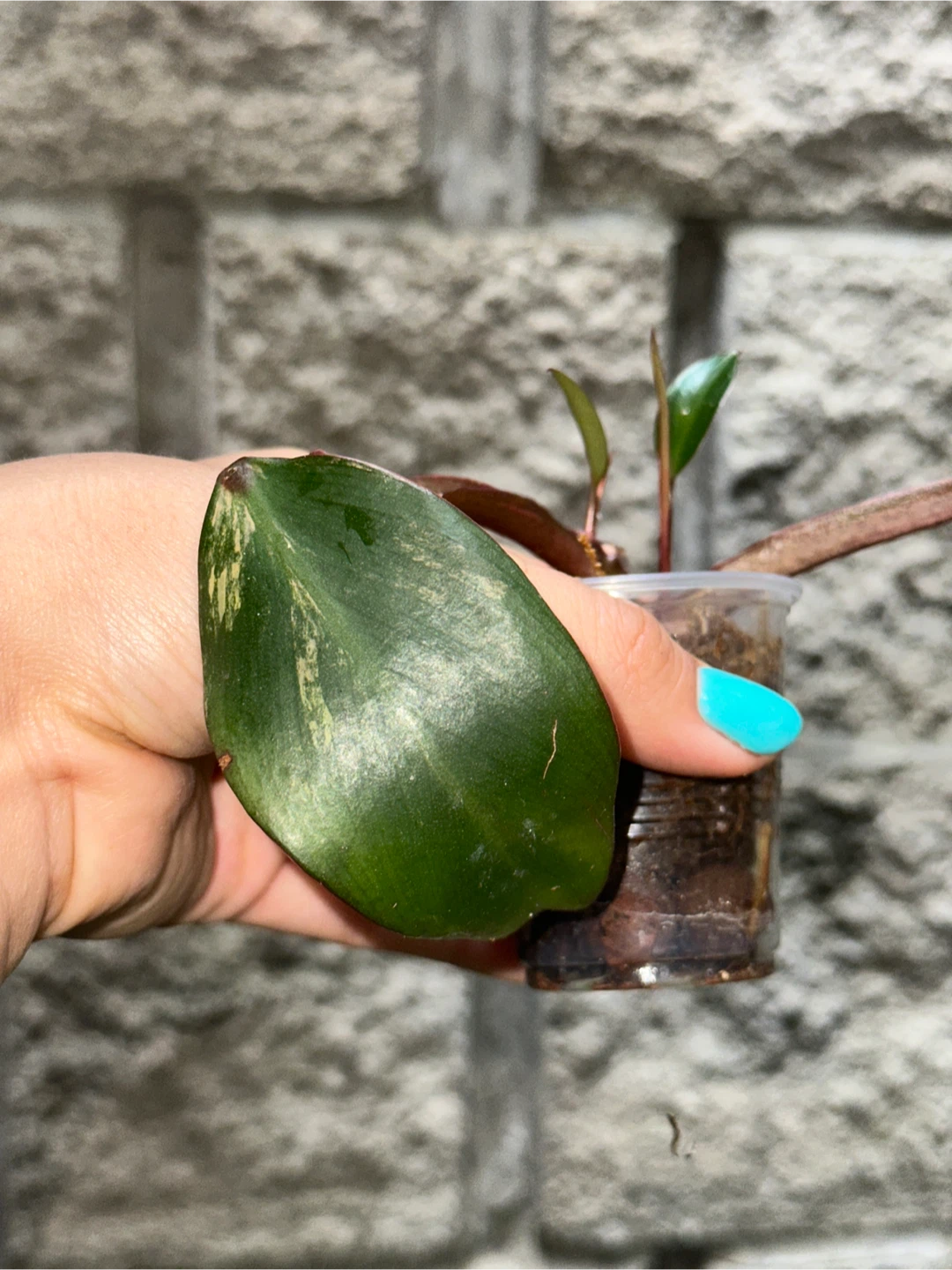 Philodendron Strawberry Shake Plant - photo 2