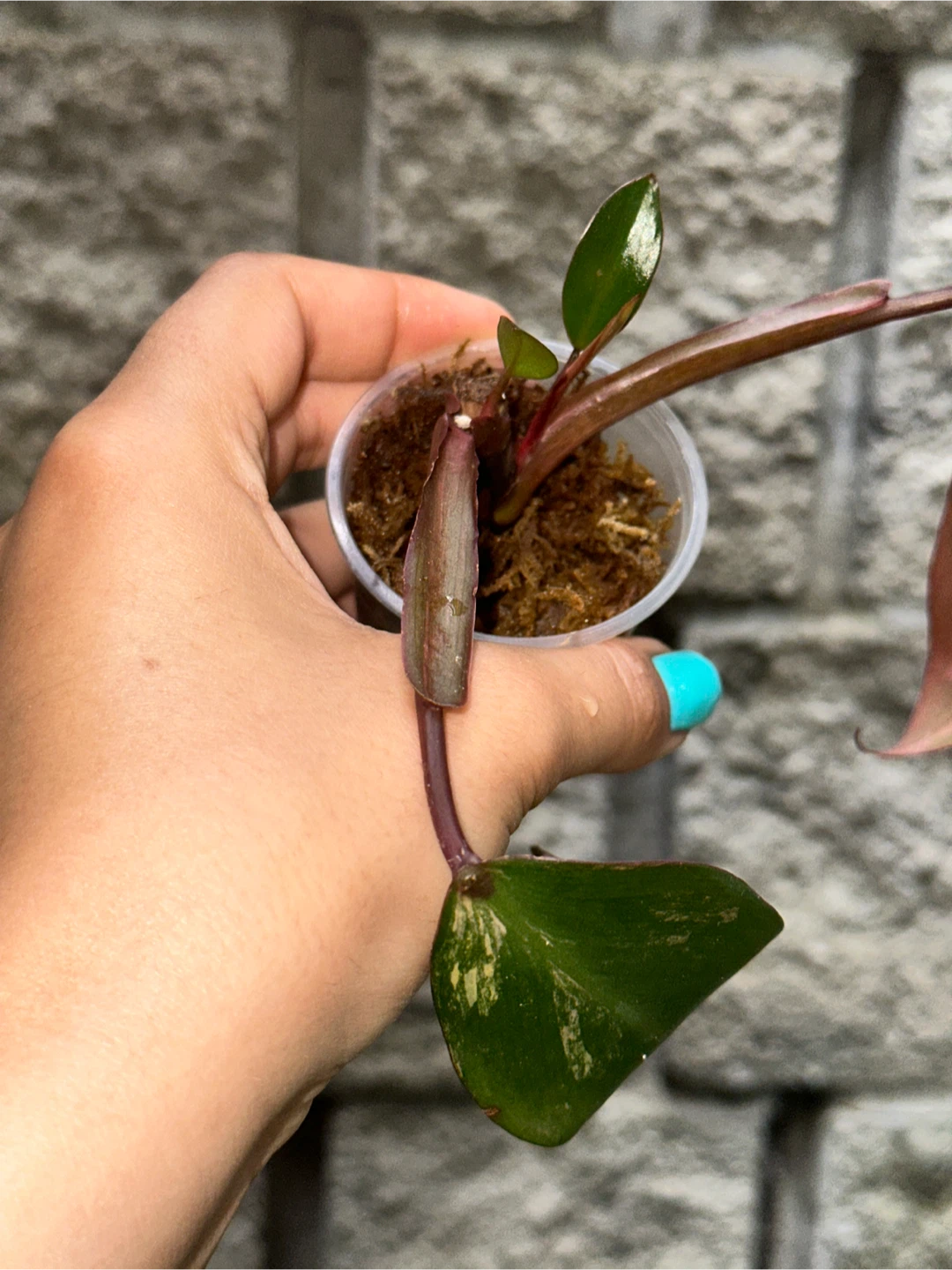 Philodendron Strawberry Shake Plant - photo 3