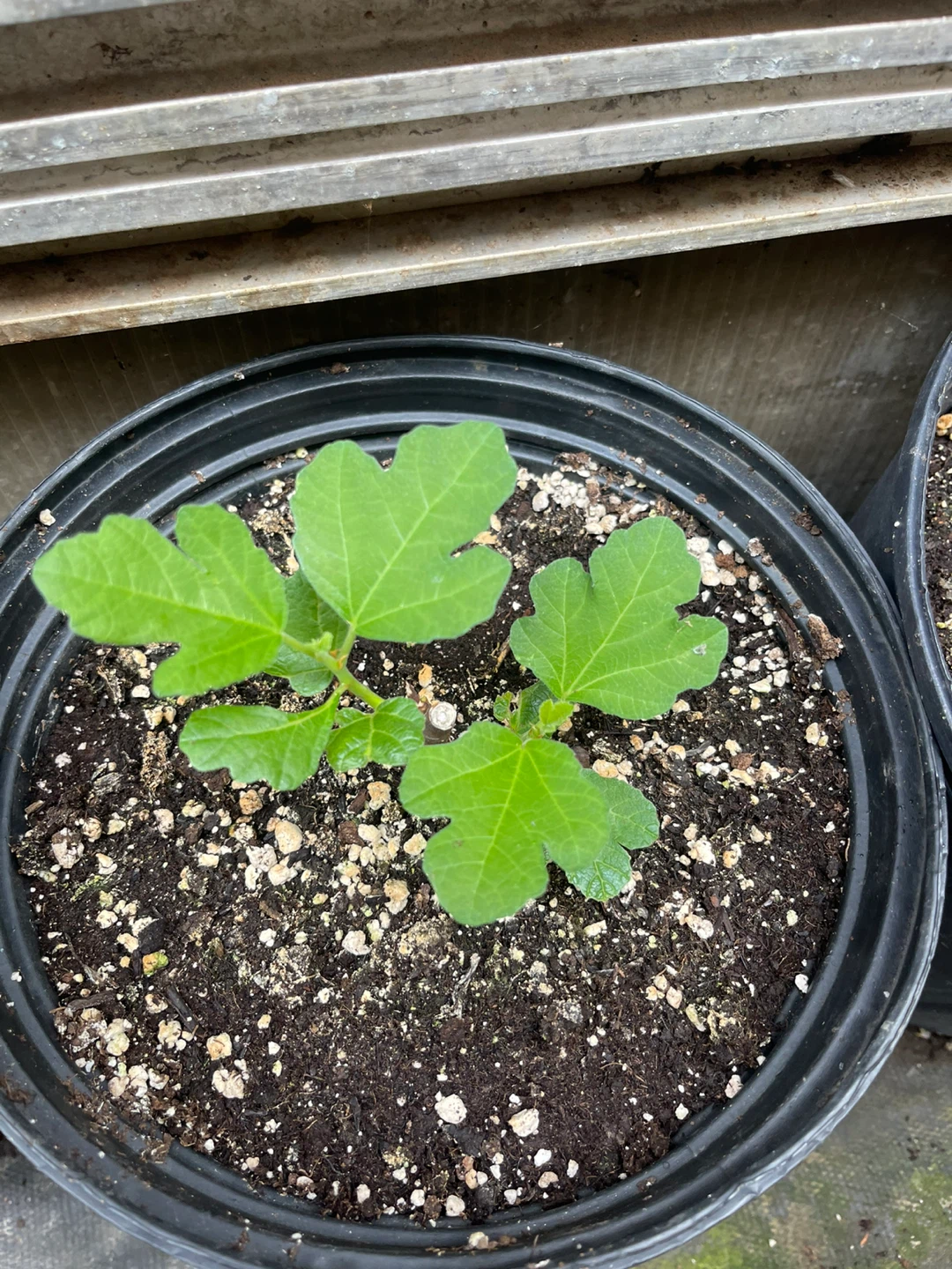 Chicago Hardy Fig Tree