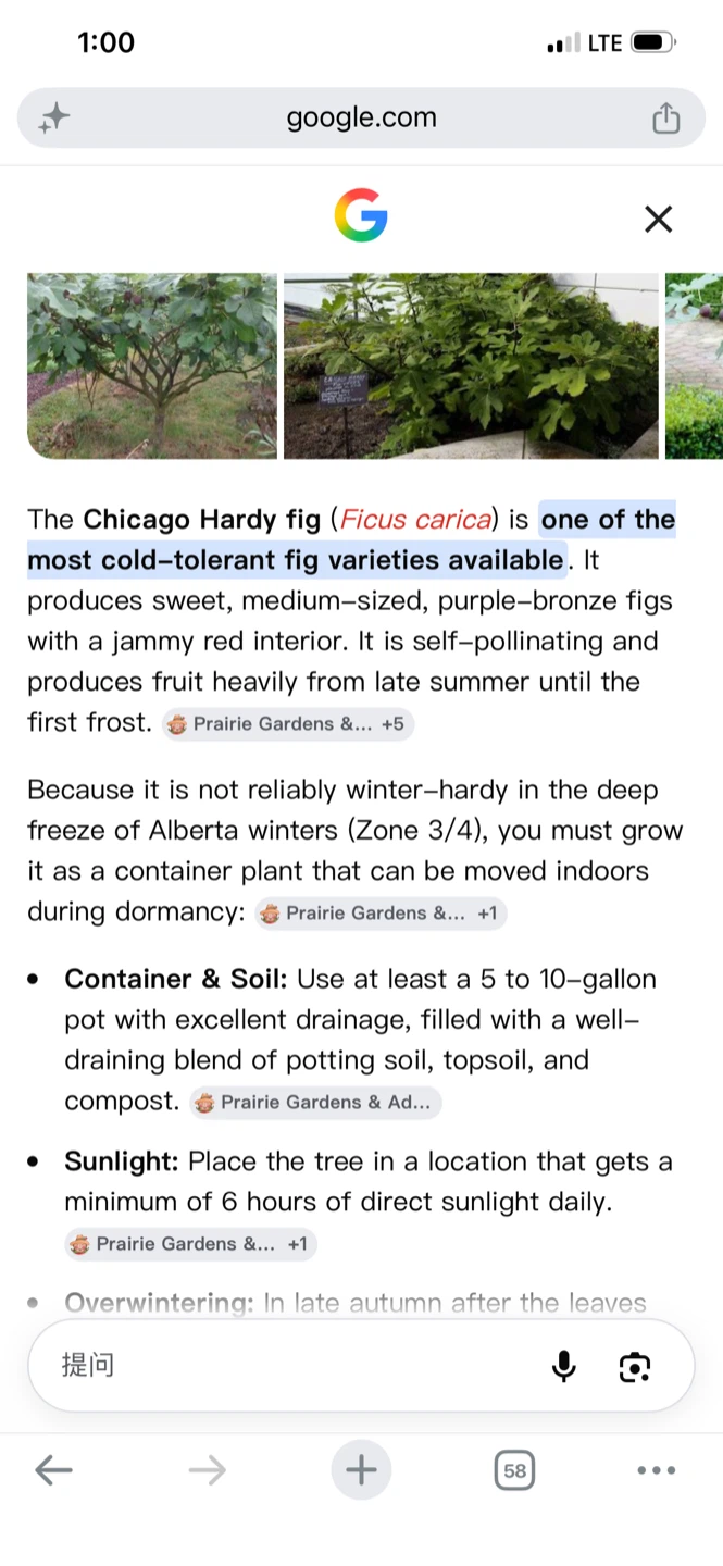 Chicago Hardy Fig Tree - photo 5