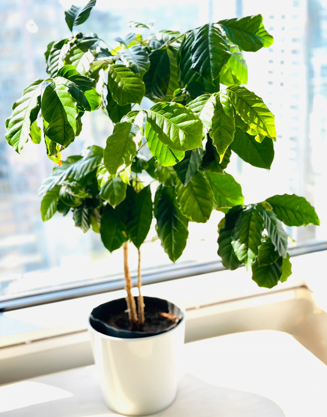 Rare Coffee Tree, Lush Indoor, with cherries