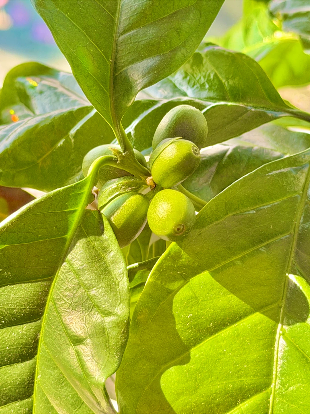 Rare Coffee Tree, Lush Indoor, with cherries - photo 2