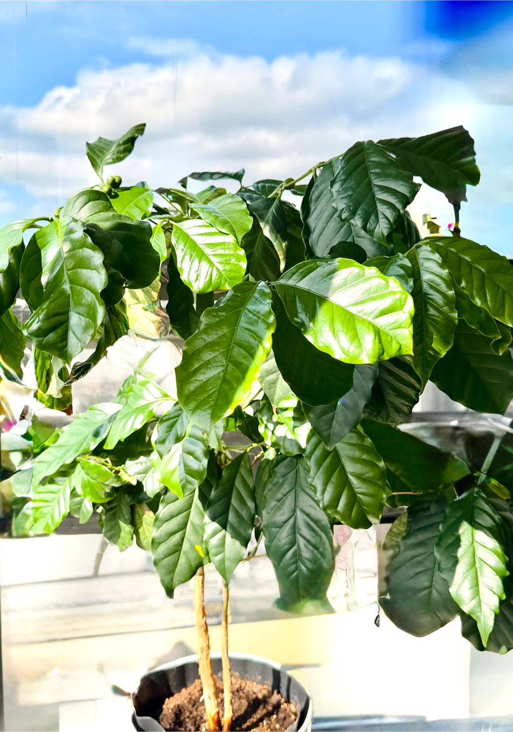 Rare Coffee Tree, Lush Indoor, with cherries - photo 4
