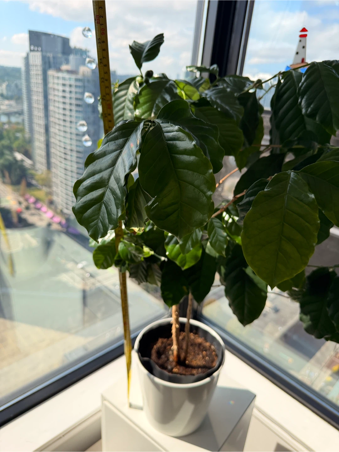 Rare Coffee Tree, Lush Indoor, with cherries - photo 5