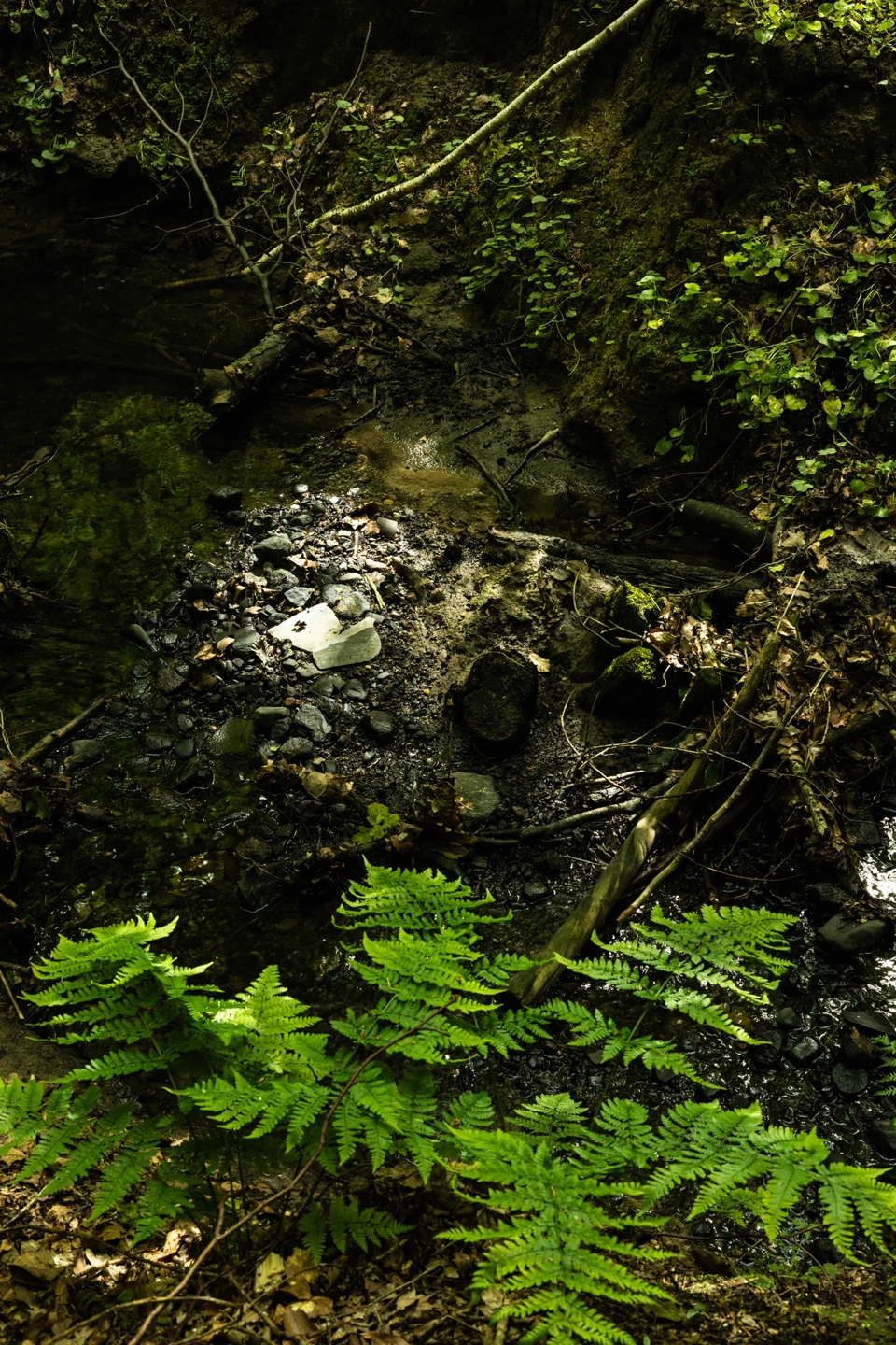 PHOTOGRAPHER FOR HIRE - photo 3