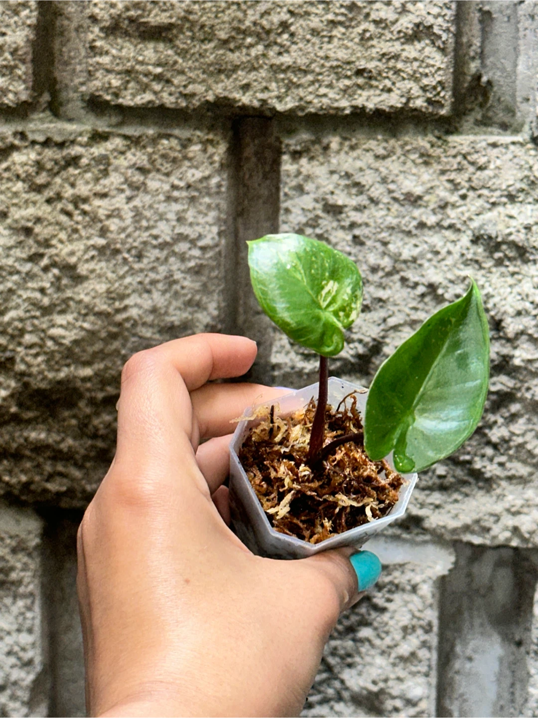 Alocasia Black Stem Variegated Plant