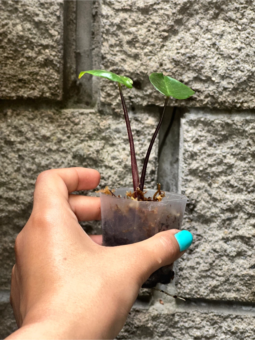 Alocasia Black Stem Variegated Plant - photo 2