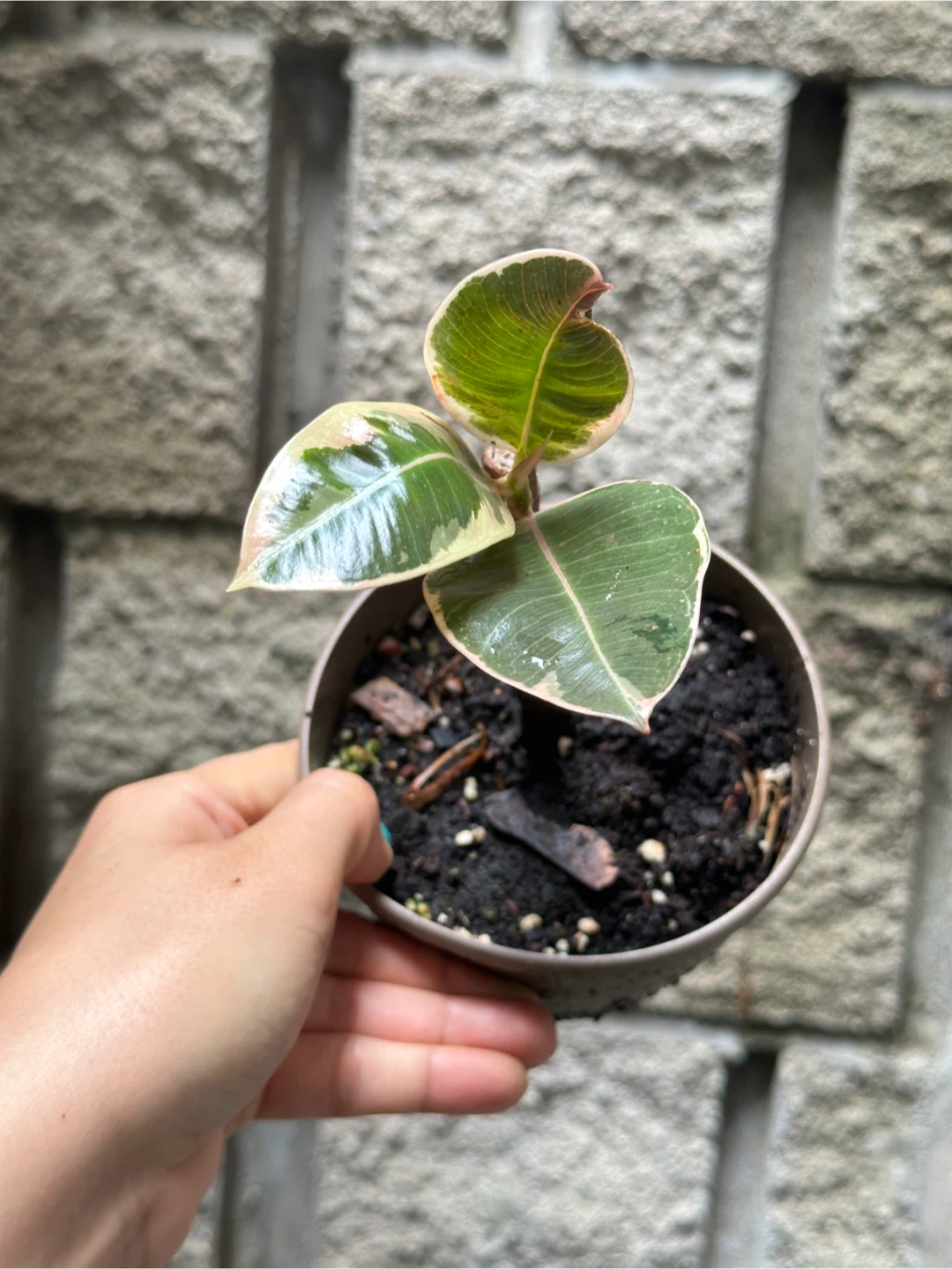 Ficus Elastica Ruby Plant