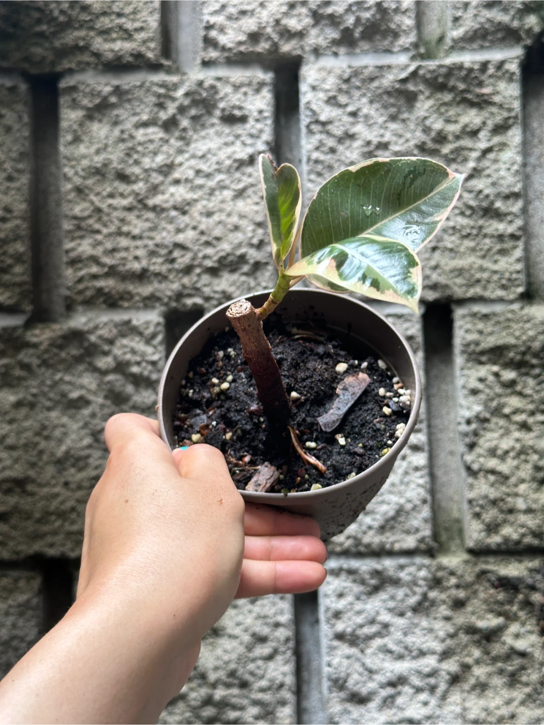 Ficus Elastica Ruby Plant - photo 2