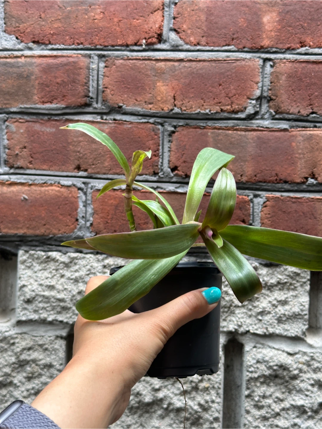 Tradescantia Spathacea Plant