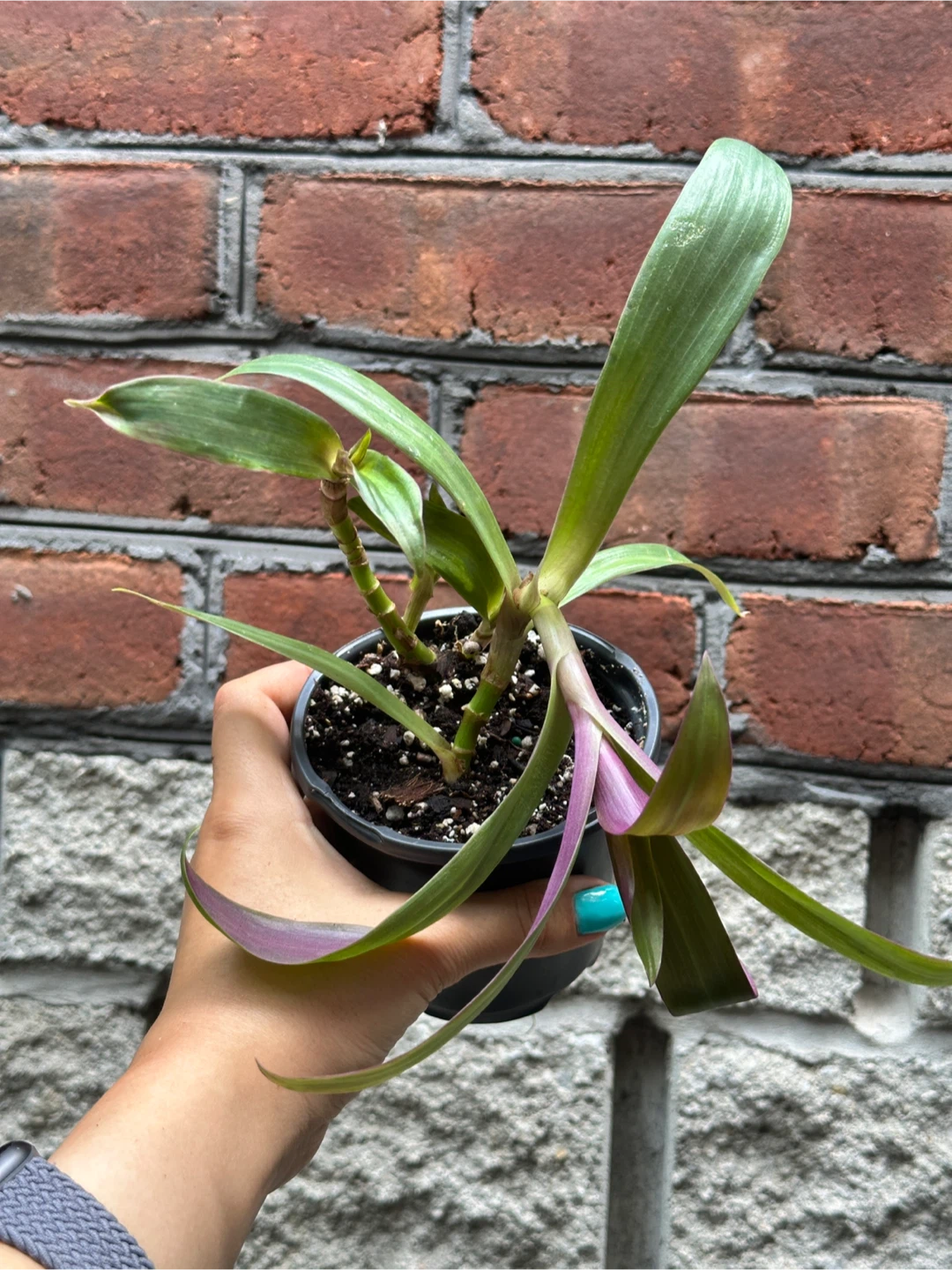 Tradescantia Spathacea Plant - photo 2