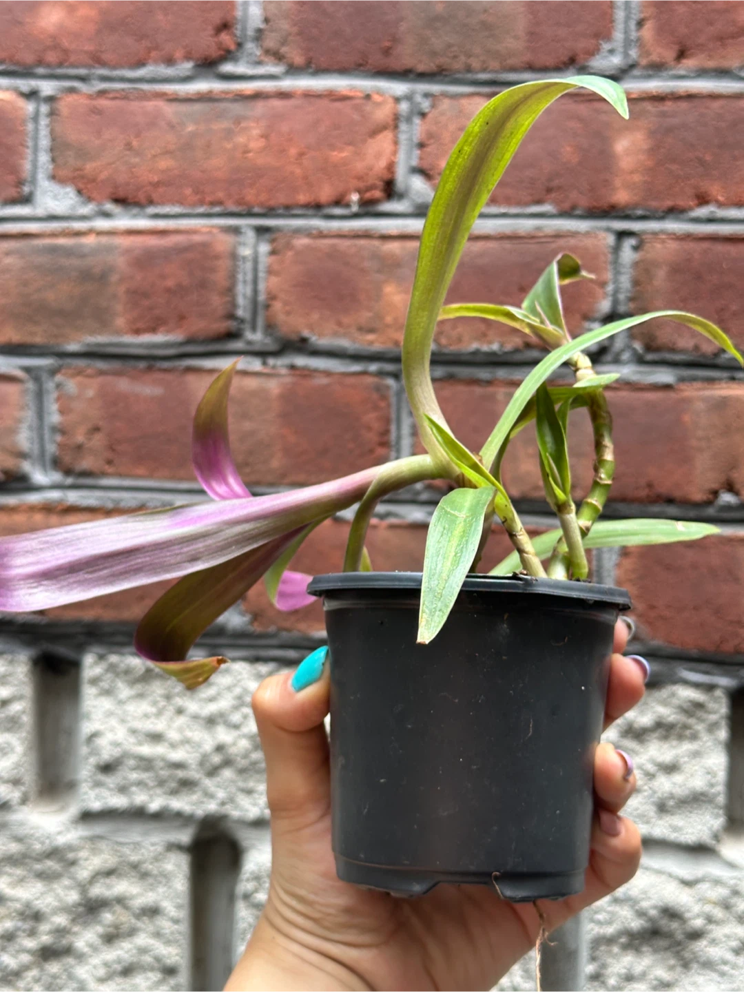 Tradescantia Spathacea Plant - photo 3