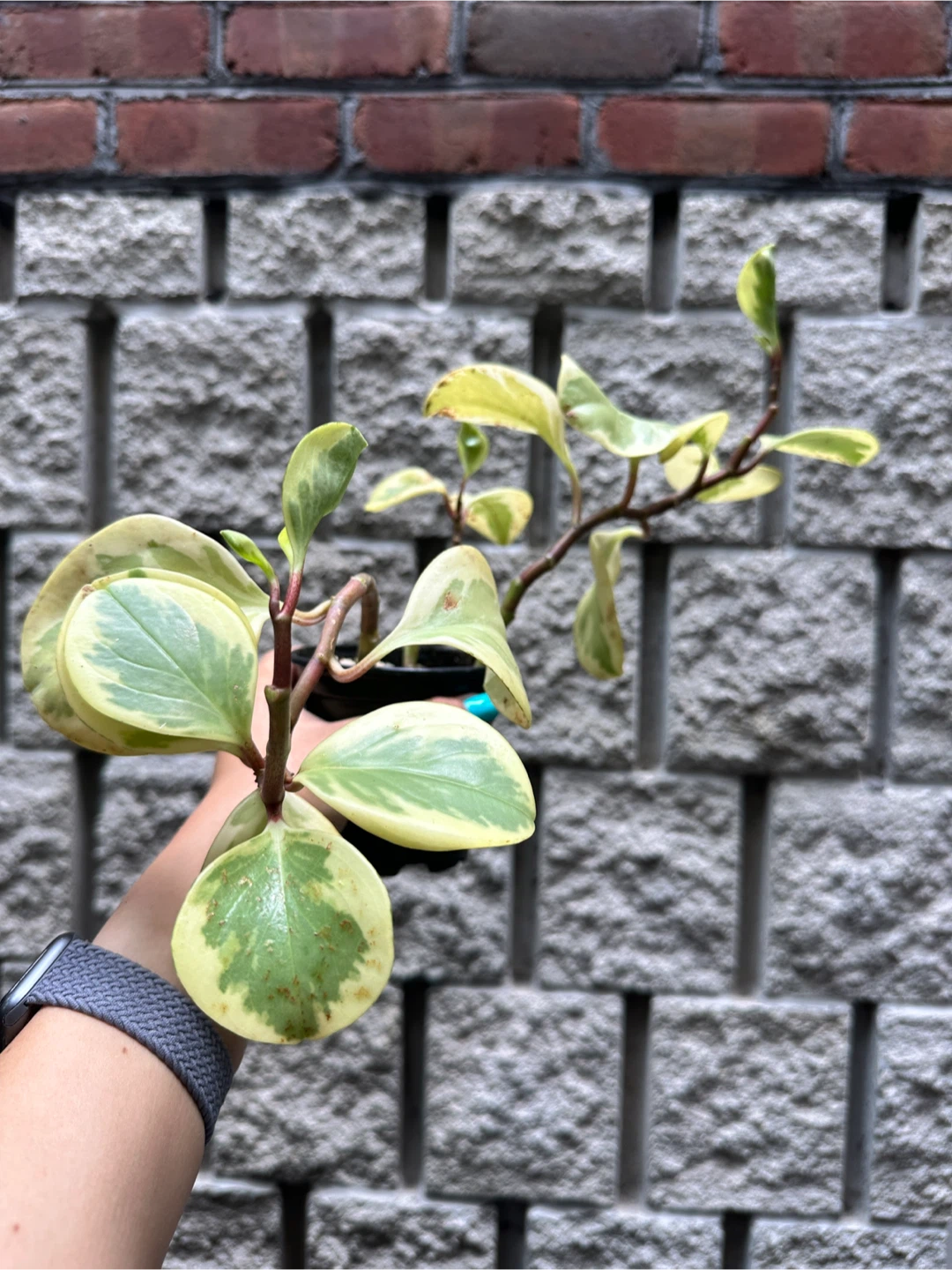 Peperomia Obtusifolia Variegated Plant