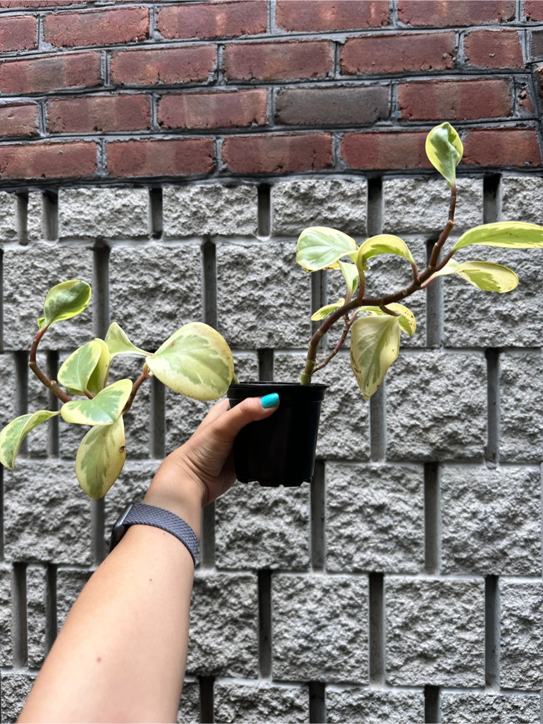 Peperomia Obtusifolia Variegated Plant - photo 2
