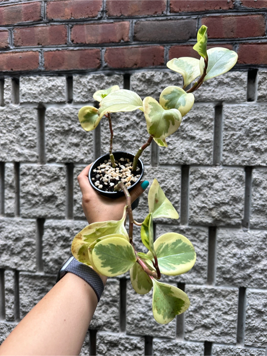 Peperomia Obtusifolia Variegated Plant - photo 3