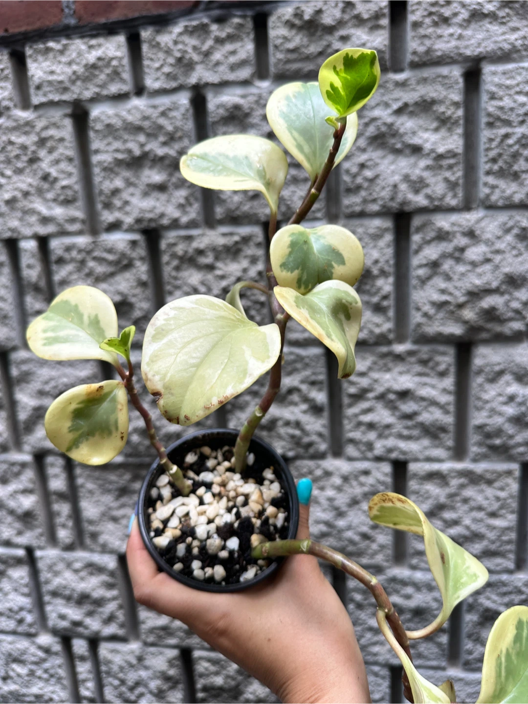 Peperomia Obtusifolia Variegated Plant - photo 4