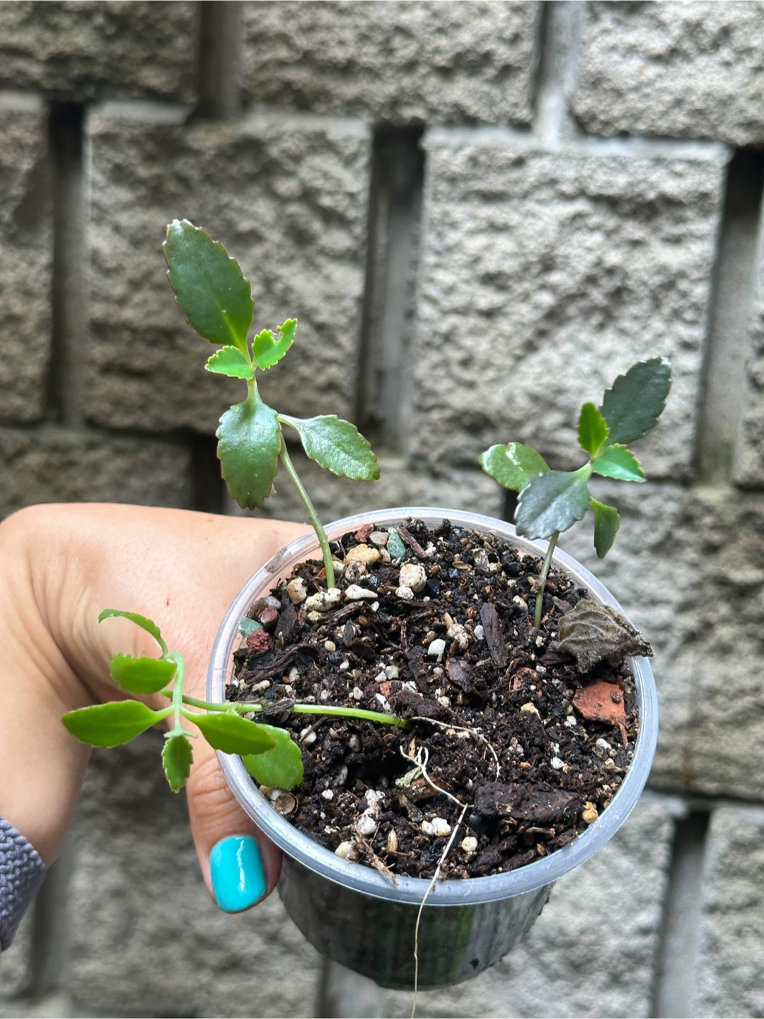 Mother of Thousands Plant - photo 2