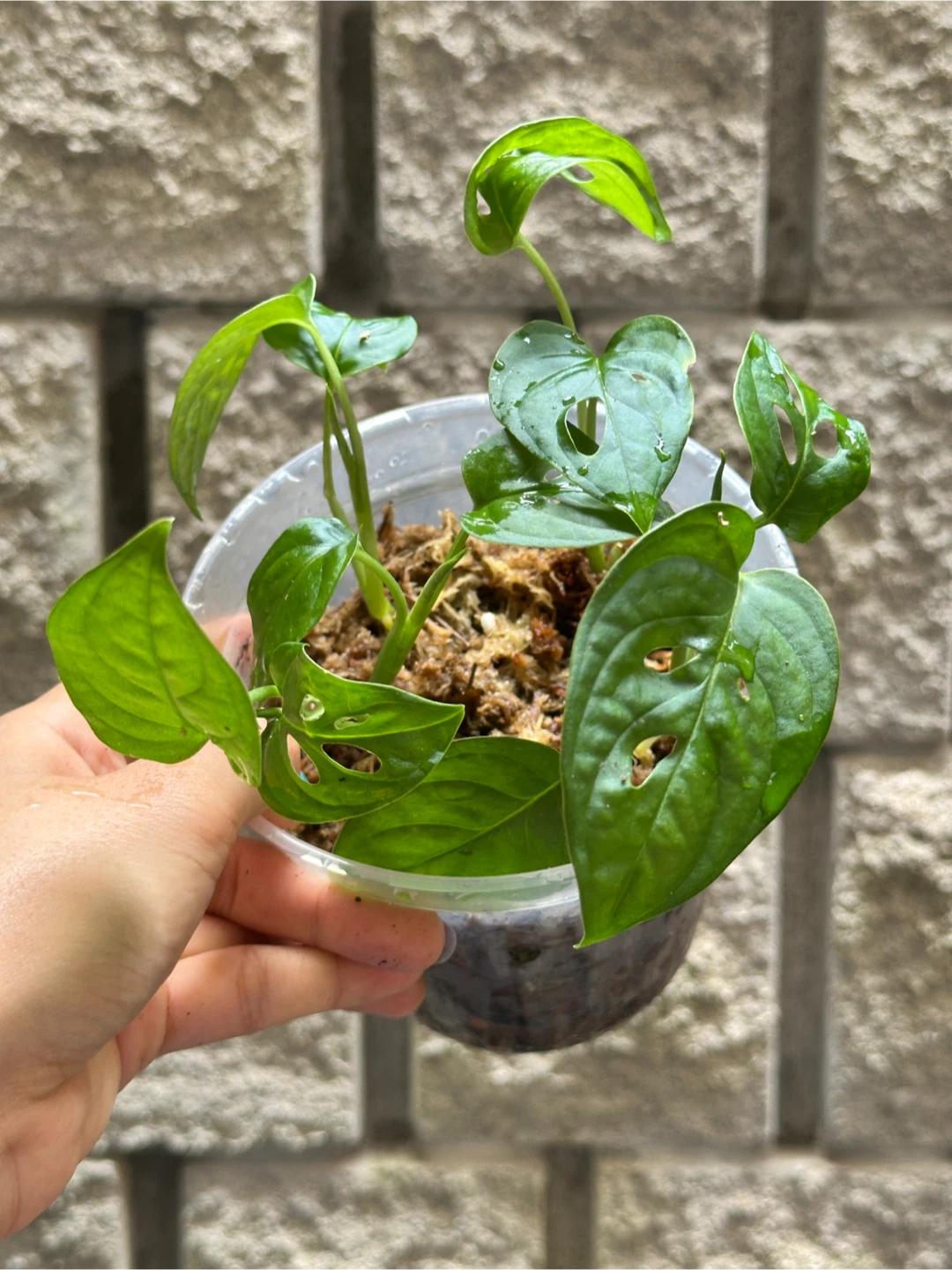 Monstera Adansonii Plant (Albo Revert)