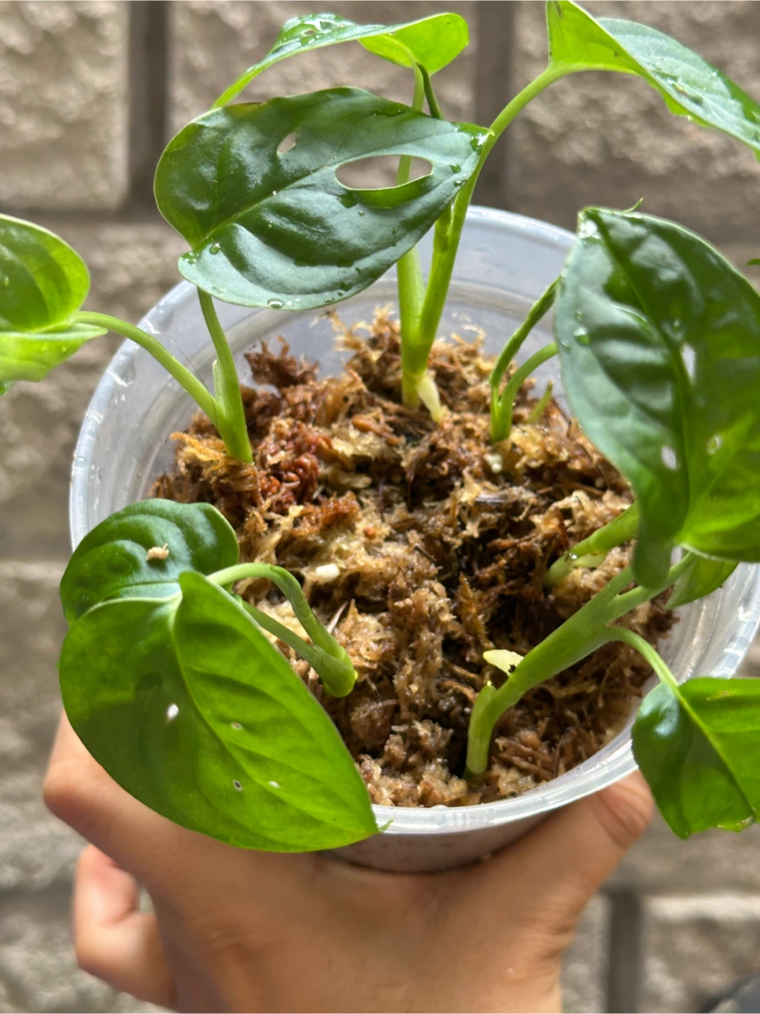 Monstera Adansonii Plant (Albo Revert) - photo 3