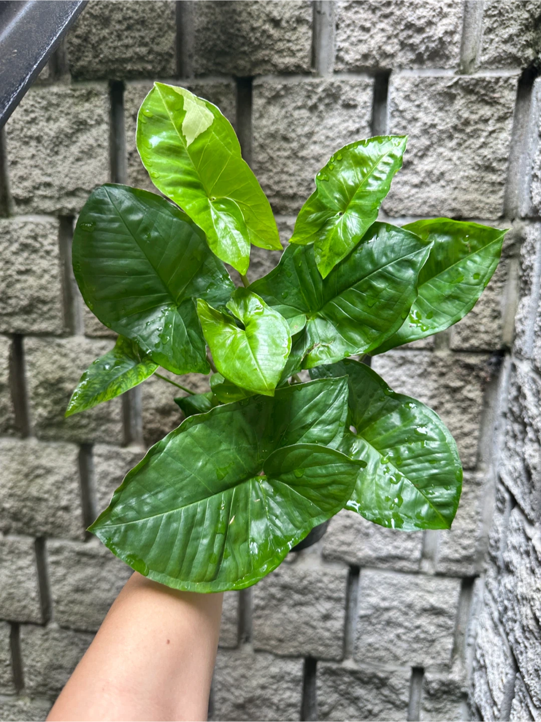 Syngonium Panda Galaxy Plant