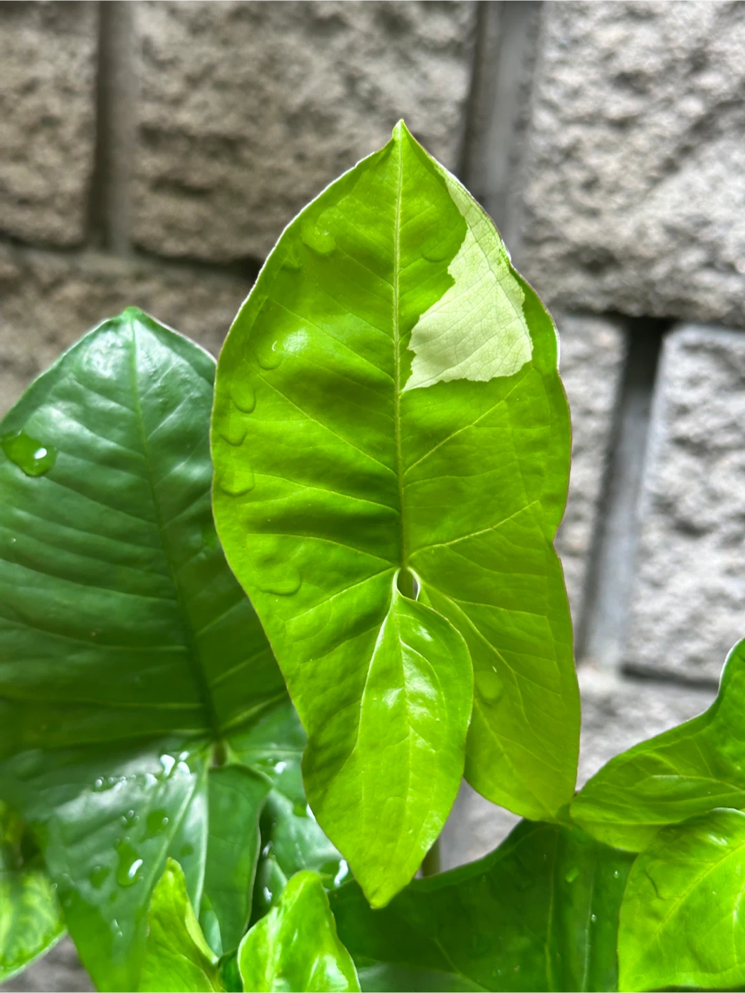 Syngonium Panda Galaxy Plant - photo 2