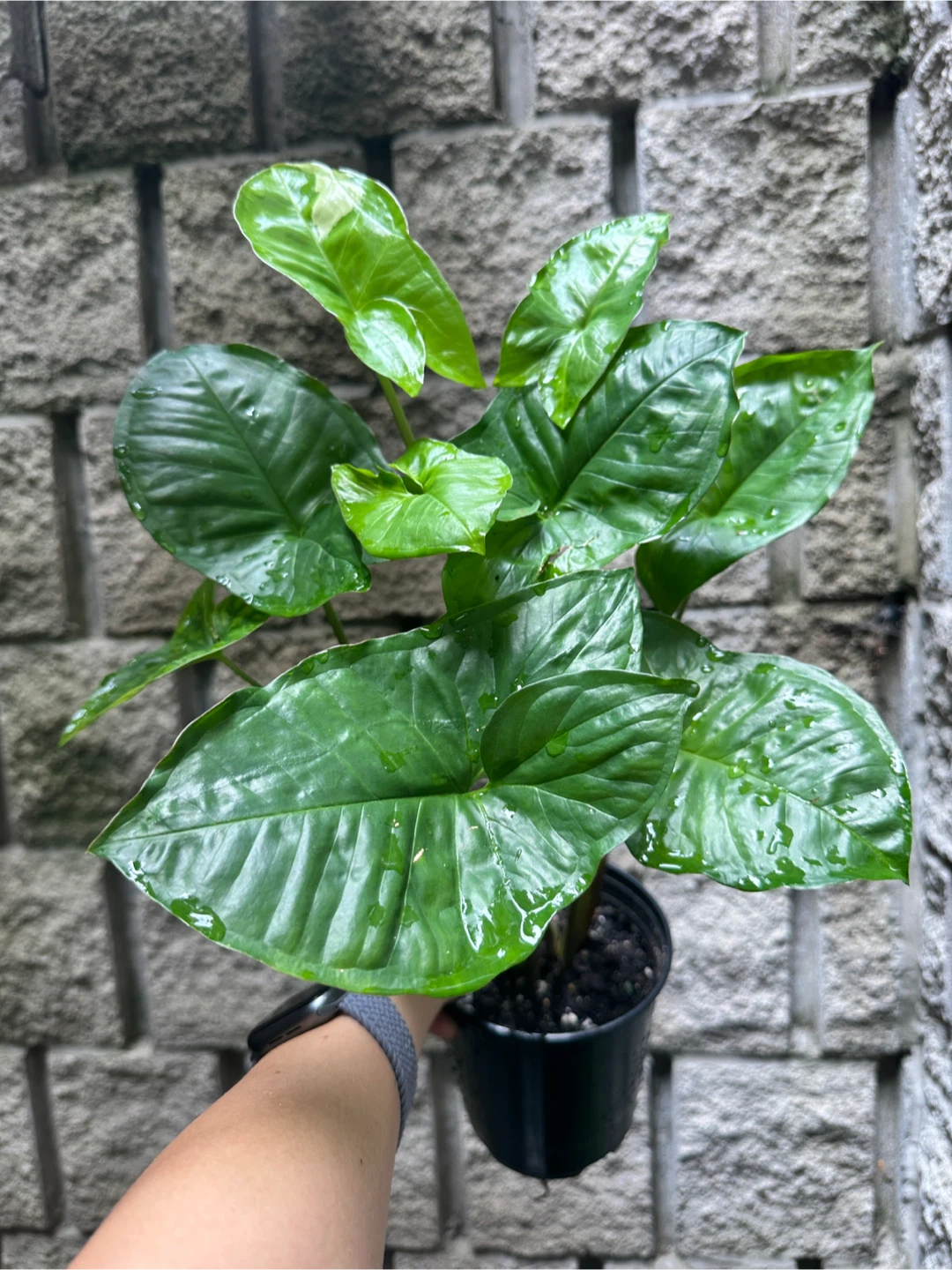 Syngonium Panda Galaxy Plant - photo 3