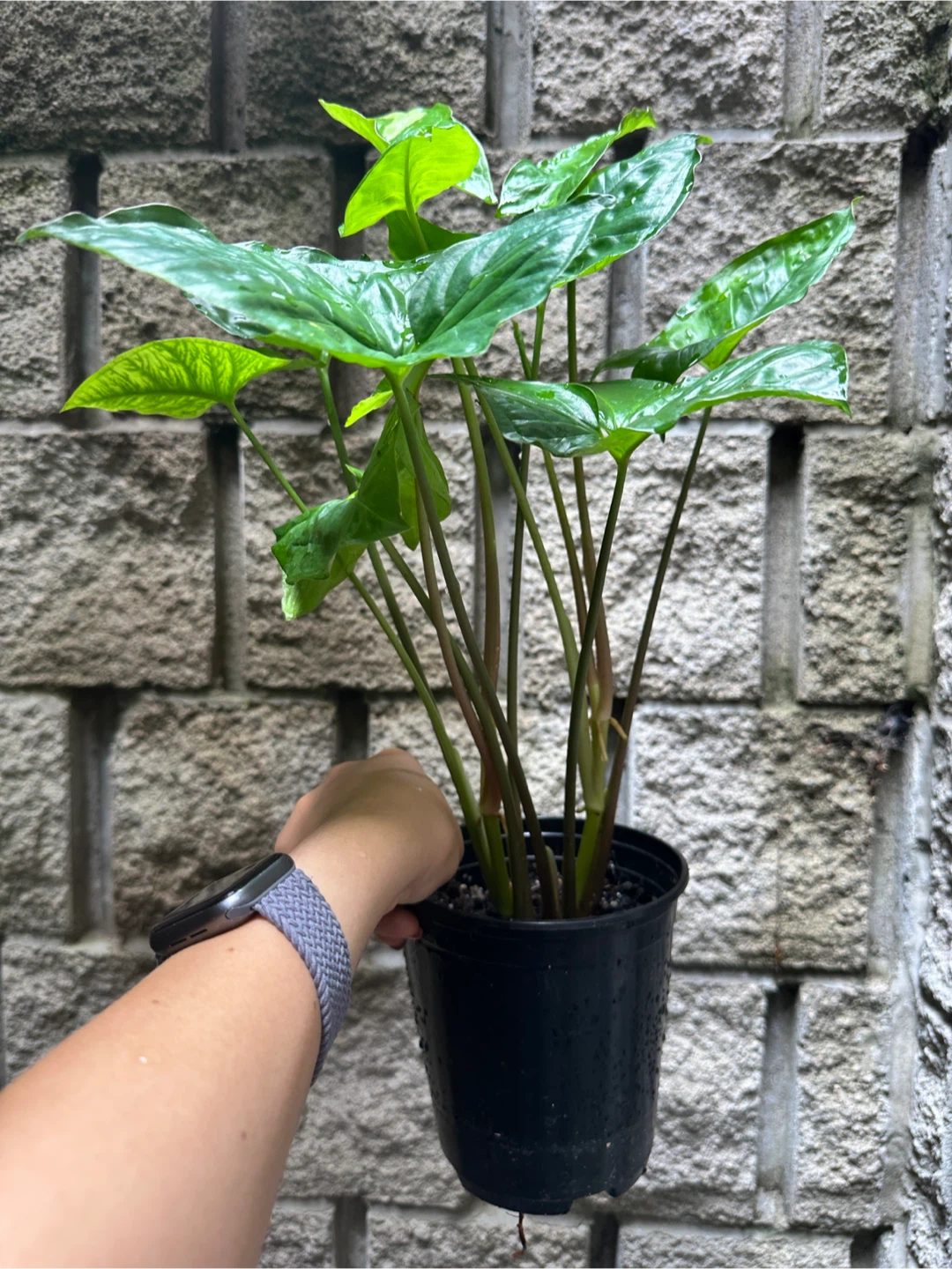 Syngonium Panda Galaxy Plant - photo 4
