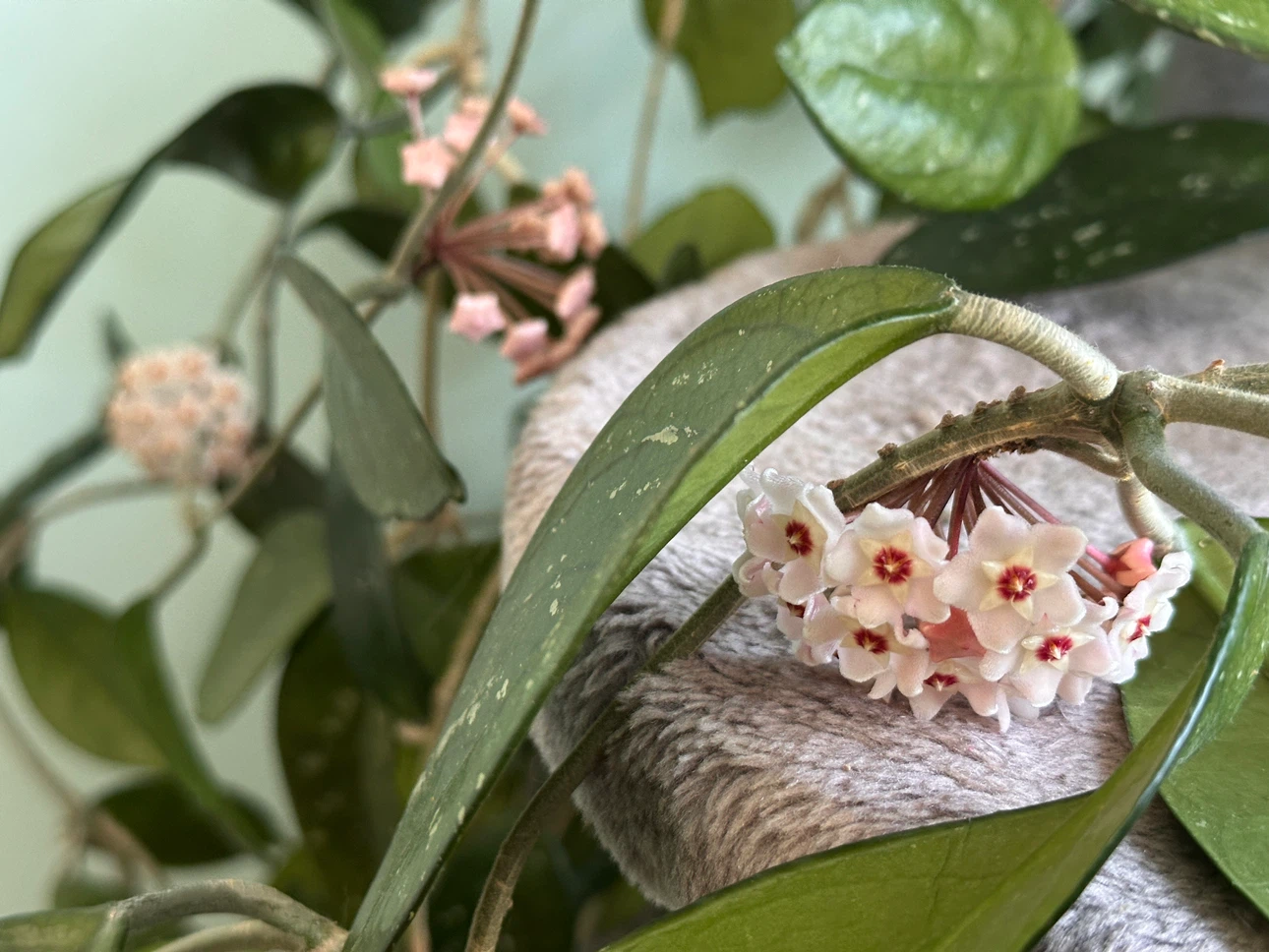 Hoya Carnosa Plant with Pink Flowers - photo 2