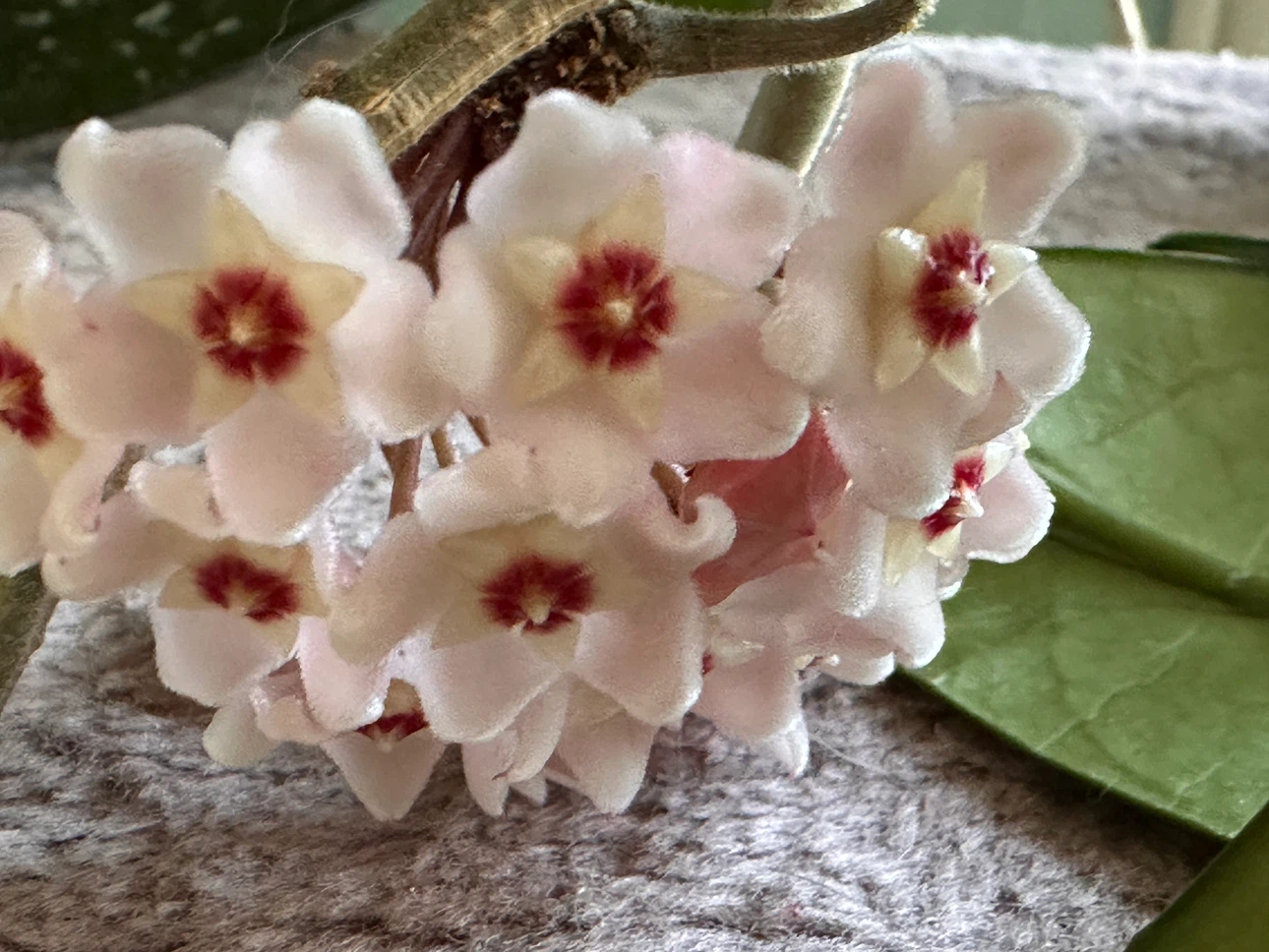 Hoya Carnosa Plant with Pink Flowers - photo 3